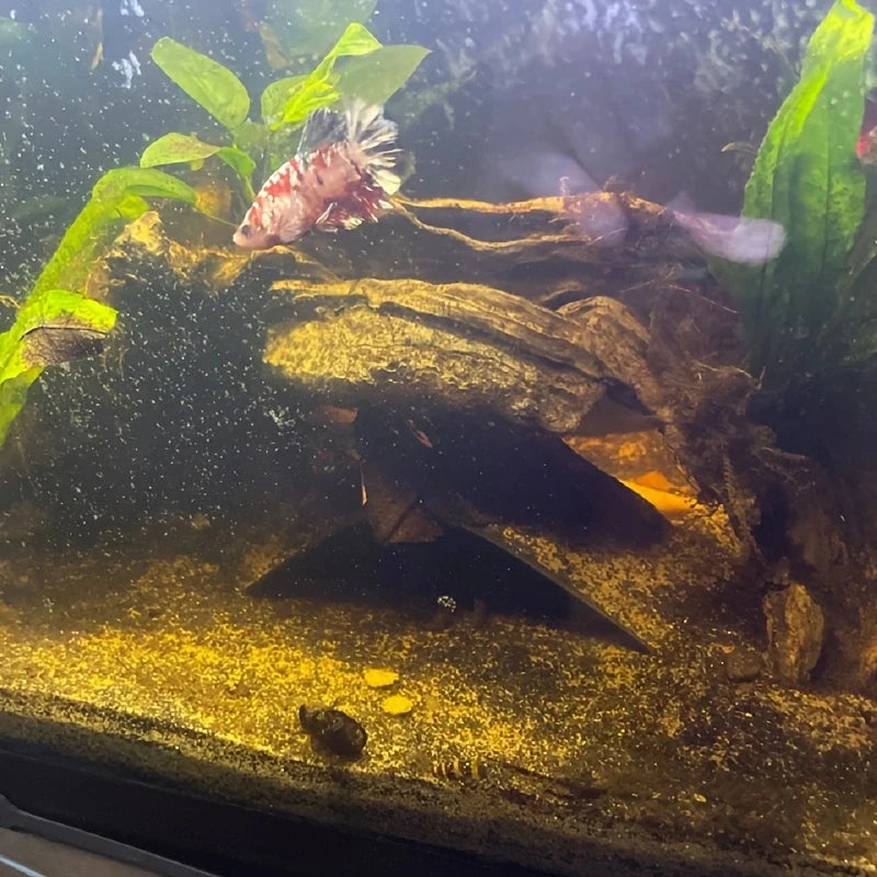 Aquarium Pocket Cave Ornaments